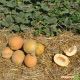 Гурмет F1 насіння дині тип Галлія (Hollar Seeds)