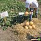 Гурмет F1 насіння дині тип Галлія (Hollar Seeds)