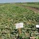 Гурмет F1 насіння дині тип Галлія (Hollar Seeds)