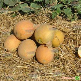 Гурмет F1 насіння дині тип Галлія (Hollar Seeds)
