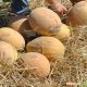 Мерлін F1 насіння дині тип Ананас (Hollar Seeds)
