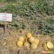Паспорт F1семена дыни тип Галлия (Hollar Seeds)