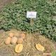 Робаст F1 семена дыни тип Ананас (Hollar Seeds)