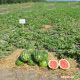 Тріумф F1 насіння кавуна раннього (Hollar Seeds)