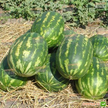 Тріумф F1 насіння кавуна раннього (Hollar Seeds)