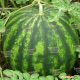 Викинг F1 семена арбуза тип Кримсон Свит (Hollar Seeds)