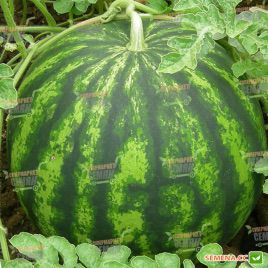 Викинг F1 семена арбуза тип Кримсон Свит (Hollar Seeds)
