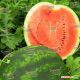 Викинг F1 семена арбуза тип Кримсон Свит (Hollar Seeds)