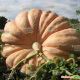 Атлантический гигант семена тыквы (Hortus)