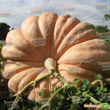 Атлантический гигант семена тыквы (Hortus)