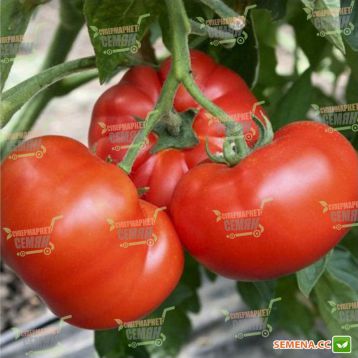 Хомстед семена томата индет. окр. среднеран. 85-95 дн. (Hortus)