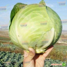 Лангедейкер Децема семена капусты б/к поздней 130-140 дн 2-3 кг (Hortus)