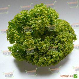Лолло Бионда семена салата (SAIS)
