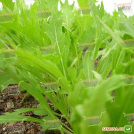 Мізуна зелена насіння салату тип Гірчичний (Hortus)
