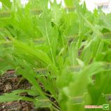 Мізуна зелена насіння салату тип Гірчичний (Hortus)