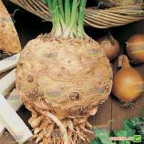 Пражский Гигант семена сельдерея корневого (Hortus)