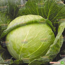 Слава семена капусты б/к средней (Hortus)