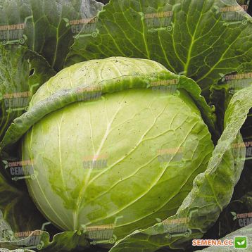 Слава семена капусты б/к средней (Hortus)