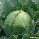 Украинская осень семена капусты б/к поздней (Hortus)