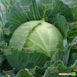 Украинская осень семена капусты б/к поздней (Euroseed)