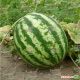 АУ Продюсер семена арбуза (Innova Seeds)