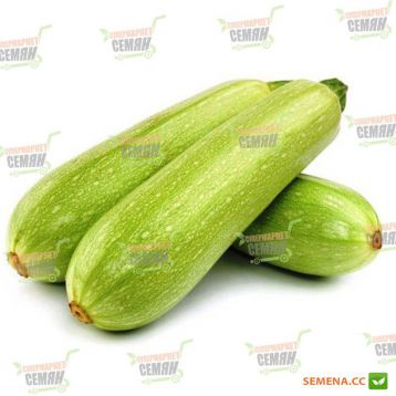 Чарлі F1 насіння кабачка (Innova Seeds)
