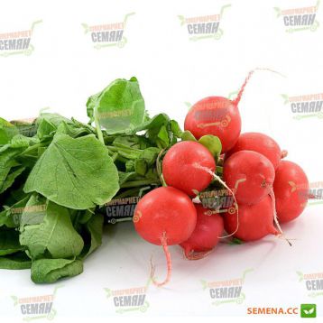 Ред Крістал насіння редиски (Innova Seeds)