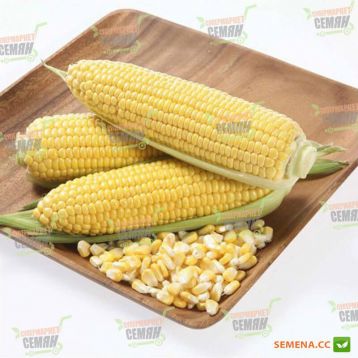 Карамелло F1 семена кукурузы суперсладкой (May Seeds)