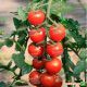 Коти F1 семена томата индет. черри (May Seeds)