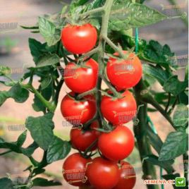 Коти F1 семена томата индет. черри (May Seeds)