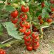 Коти F1 семена томата индет. черри (May Seeds)
