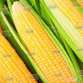 Марта F1 семена кукурузы суперсладкой (May Seeds)
