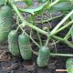 Надия F1 семена огурца партенокарпического (May Seeds)
