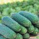 Надия F1 семена огурца партенокарпического (May Seeds)