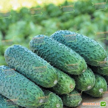 Надия F1 семена огурца партенокарпического (May Seeds)