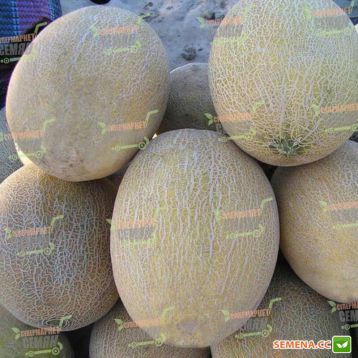 Ананас семена дыни (Rem seeds)