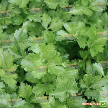Італійський Гігант насіння петрушки листової (Rem seeds)