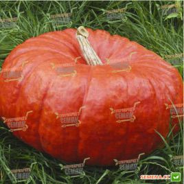 Руж віф де Тамп Rem seeds насіння гарбуза (Rem seeds)