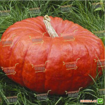 Руж віф де Тамп Rem seeds насіння гарбуза (Rem seeds)