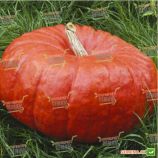 Руж віф де Тамп Rem seeds насіння гарбуза (Rem seeds)