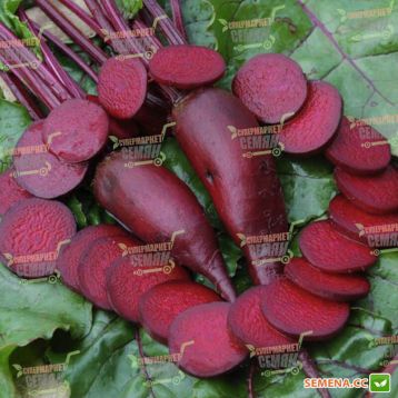 Цилиндра семена свеклы столовой (Rem seeds)