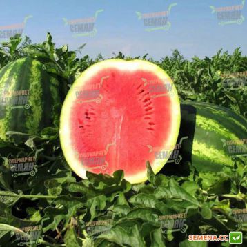 Викинг F1 семена арбуза тип кр.св. среднего 80-85 дн. 8-12 кг окр. (SAIS)