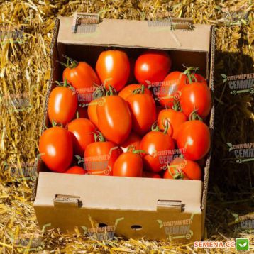 132-111 (Сливка) F1 семена томата индет. (Yuksel)