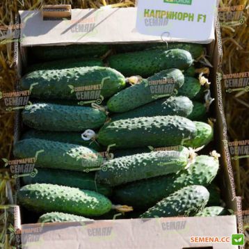 Каприкорн F1 семена огурца корнишона партенокарп. раннего 32-35 дн. 12-14 см (Yuksel)