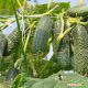 Каприкорн F1 семена огурца корнишона партенокарп. раннего 32-35 дн. 12-14 см (Yuksel)