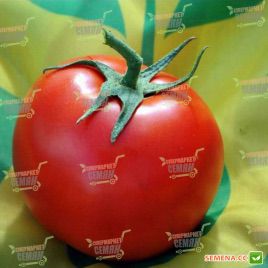 Немесис F1 семена томата индет. (Yuksel)