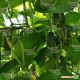 Мозаик F1 (Сарацин F1) семена огурца корнишона партенокарп. раннего 32-35 дн. 12-14 см (Yuksel)