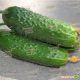 Мозаик F1 (Сарацин F1) семена огурца корнишона партенокарп. раннего 32-35 дн. 12-14 см (Yuksel)