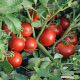 Томат Ольга F1