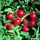 Томат Ольга F1